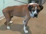 Adopt JUSTICE a Boxer  Mixed dog in Tulsa OK (15240775)