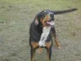 Adopt HERMES a Australian Cattle Dog (Blue Heeler) Labrador Retr