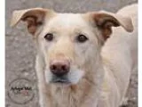 Adopt Greta a TanYellowFawn Shepherd (Unknown Type)  Labrador Re