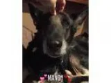 Adopt Mandy a German Shepherd Dog