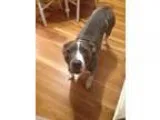 Adopt Gina a BrownChocolate - with White Pit Bull Terrier  Mixed