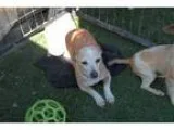Adopt INGRID a TanYellowFawn Miniature Pinscher  Mixed dog in Sa