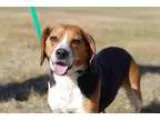 Adopt Owen a Beagle