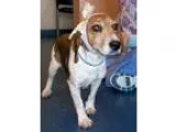 Adopt Rosemary a Beagle Jack Russell Terrier