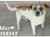 Adopt 308543 Max a Jack Russell Terrier Beagle