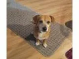 Adopt Hercules a Beagle Dachshund
