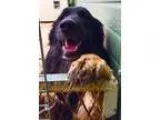 Adopt Junior a Shepherd