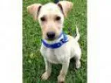 Adopt Charlie - adorable playful and sweet baby boy(WA) a Yellow