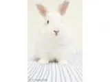 Adopt Clyde a Lionhead Bunny Rabbit