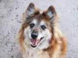 Adopt SCOUT a Sheltie Shetland Sheepdog  Mixed dog in Denver CO 