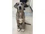 Adopt Grace a Catahoula Leopard Dog