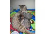 Adopt Momma Missy and Kittens a Domestic Short Hair Tabby