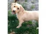 Adopt Meg a TanYellowFawn Dachshund  Poodle (Miniature)  Mixed d