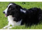 Adopt Rocky a Black - with White Border Collie  Mixed dog in Gra
