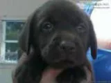 Lab pup chocolate