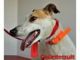 Adopt Countersuit a Greyhound