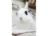 Adopt Angel a Bunny Rabbit Bunny Rabbit