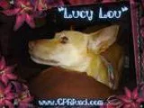 Adopt Lucy Lou a TanYellowFawn - with White German Shepherd Dog 