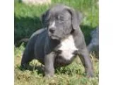 Akc registered american pitbull puppies