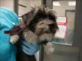 Adopt Monkey a Jack Russell Terrier  Mixed dog in Raleigh NC (15