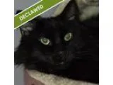 Adopt Melvin a Domestic Long Hair
