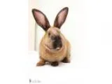 Adopt Tahiti a Bunny Rabbit Bunny Rabbit