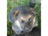 Reg German Shepherd Pups For sale