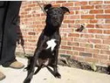 Adopt Colson a Pit Bull Terrier