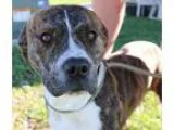Adopt Motley a Staffordshire Bull Terrier