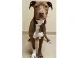 Adopt ADOPTED Willie (Oswego) a Doberman Pinscher Basset Hound
