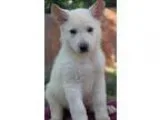 Volunteers at Animal House to help with rescued animals..ect