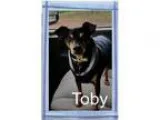 Adopt Toby a Miniature Pinscher