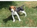 Adopt Oliver a Beagle