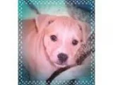 Adopt ANNA a TanYellowFawn - with White Australian Shepherd  Lab