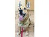Adopt Juice a German Shepherd Dog