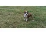 Adorable boxer puppy