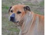 Adopt Sharon a Shar Pei Pit Bull Terrier