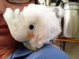 Adopt Phalen a Cockatoo bird in Denver CO (14695843)