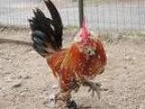 Adopt MILLE FLEUR-RED a Chicken bird in Methuen MA (15275269)