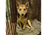 Adopt Levi a Corgi  Mixed dog in Kalamazoo MI (15228564)