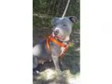 Adopt Baby Girl a Pit Bull Terrier