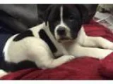 Adopt Chello MELT YOUR HEART a Border Collie German Shepherd Dog