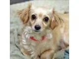 Adopt Baby Girl a Spaniel