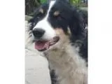 Adopt Spencer a Border Collie