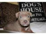 Adopt Prudence a TanYellowFawn Pit Bull Terrier  Mixed dog in Ga