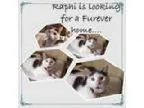 Adopt Raphi a Domestic Medium Hair - gray and white