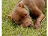 Adopt Enos a Terrier Labrador Retriever