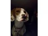 Adopt Belle a Beagle Basset Hound