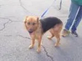 Adopt Maggie a German Shepherd Dog
