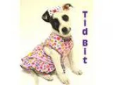 Adopt Prison dog 953 Tid Bit a Terrier